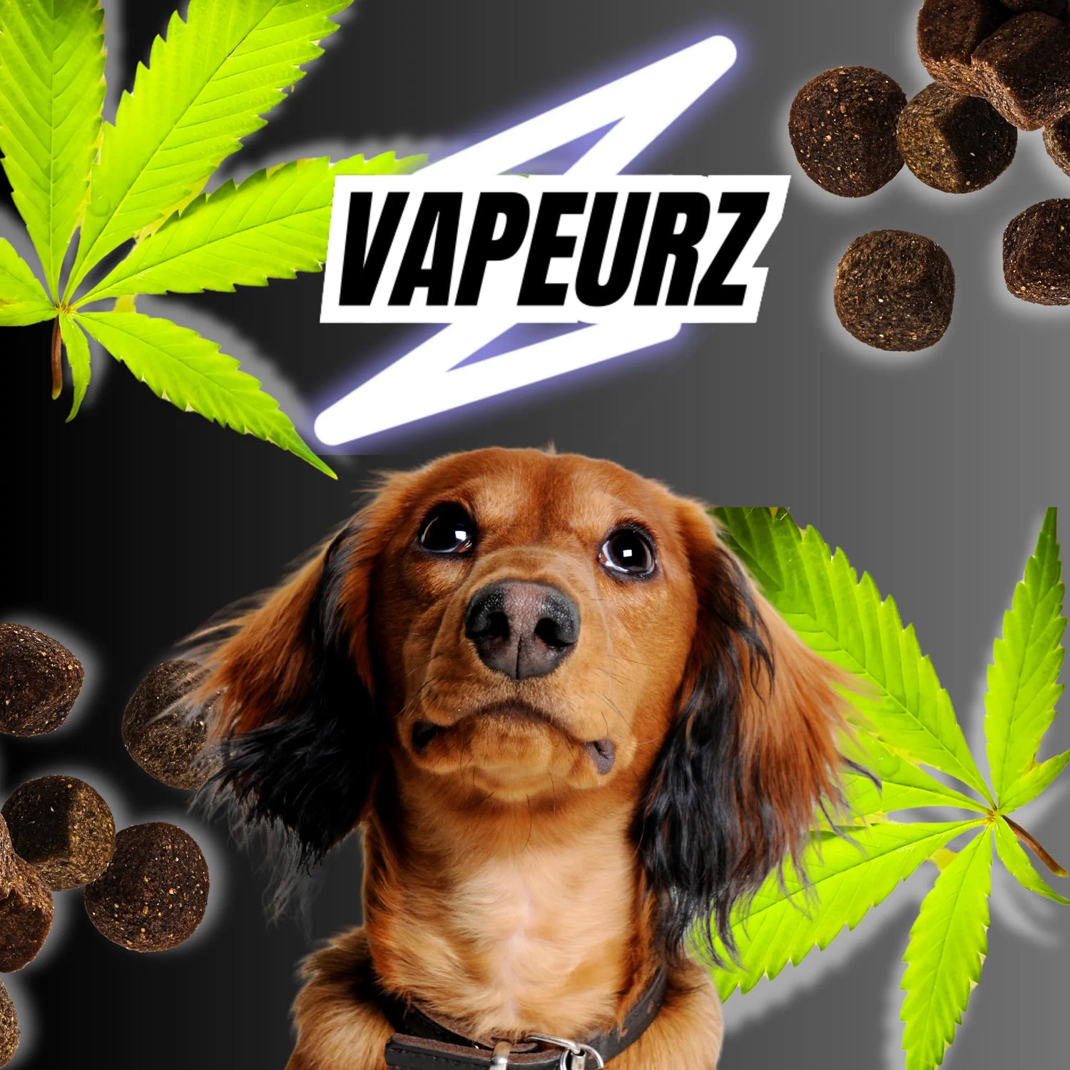 Produits CBD pour animaux – bien-être naturel pour chiens et chats à base de chanvre